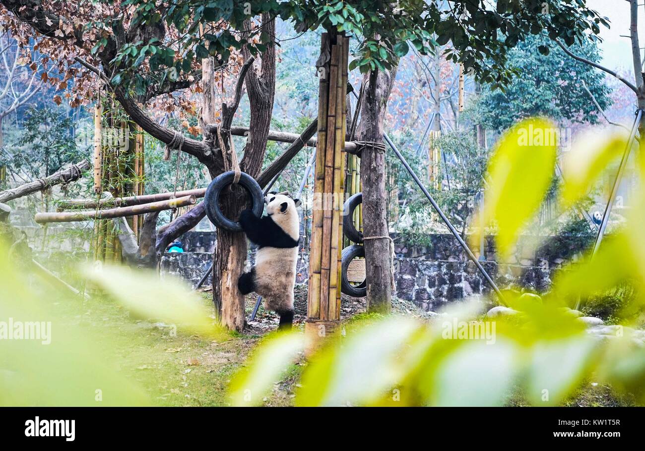 Dujiangyan. 28th Dec, 2017. Photo taken on Dec. 28, 2017 shows the Malaysian-born giant panda Nuan Nuan at the China Conservation and Research Center for Giant Pandas in Dujiangyan, southwest China's Sichuan Province. Nuan Nuan, who returned to China last month, finished her stay in quarantine and met the public on Thursday. Credit: Zhang Fan/Xinhua/Alamy Live News Stock Photo