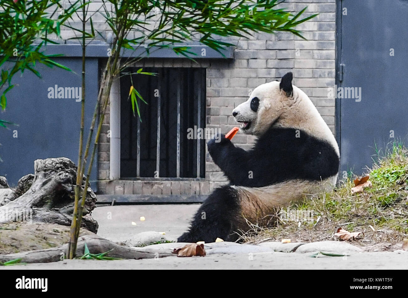 Dujiangyan. 28th Dec, 2017. Photo taken on Dec. 28, 2017 shows the Malaysian-born giant panda Nuan Nuan at the China Conservation and Research Center for Giant Pandas in Dujiangyan, southwest China's Sichuan Province. Nuan Nuan, who returned to China last month, finished her stay in quarantine and met the public on Thursday. Credit: Yu Li/Xinhua/Alamy Live News Stock Photo