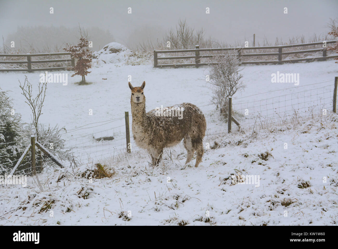 Milnrow, near Rochdale, Lancashire, UK. 29th Dec, 2017. Uk Weather. Snow fell this morning again, on the foothills of the Penines. This Llama seemed quite at home. Credit: Simon Maycock/Alamy Live News Stock Photo