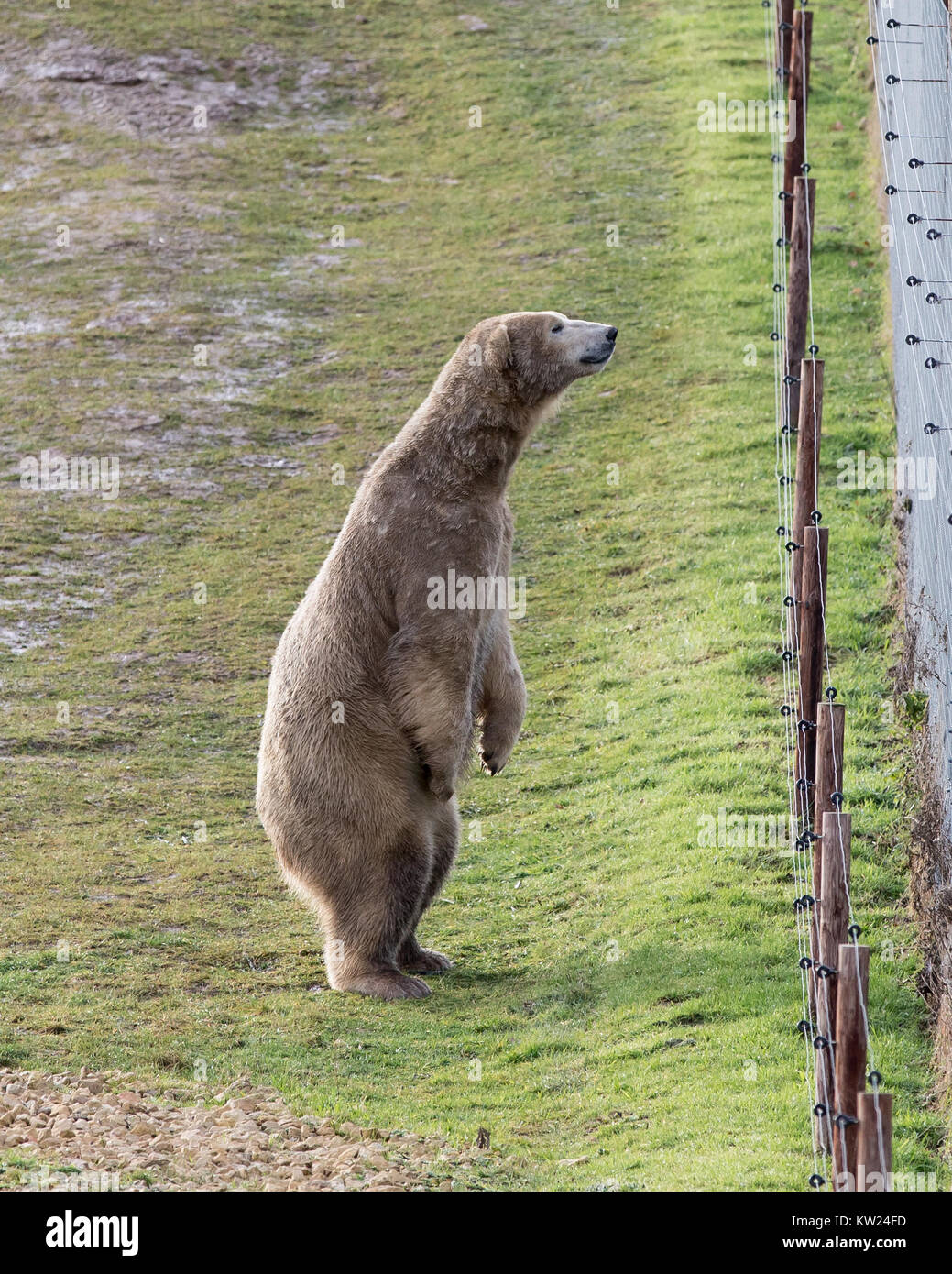 Yorkshire wildlife park polar bear hi-res stock photography and images ...