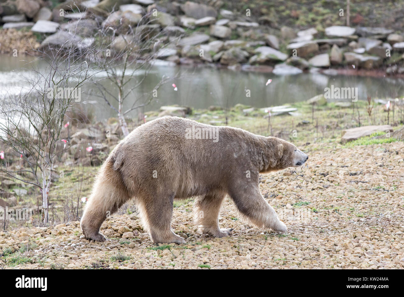 Yorkshire wildlife park polar bear hi-res stock photography and images ...