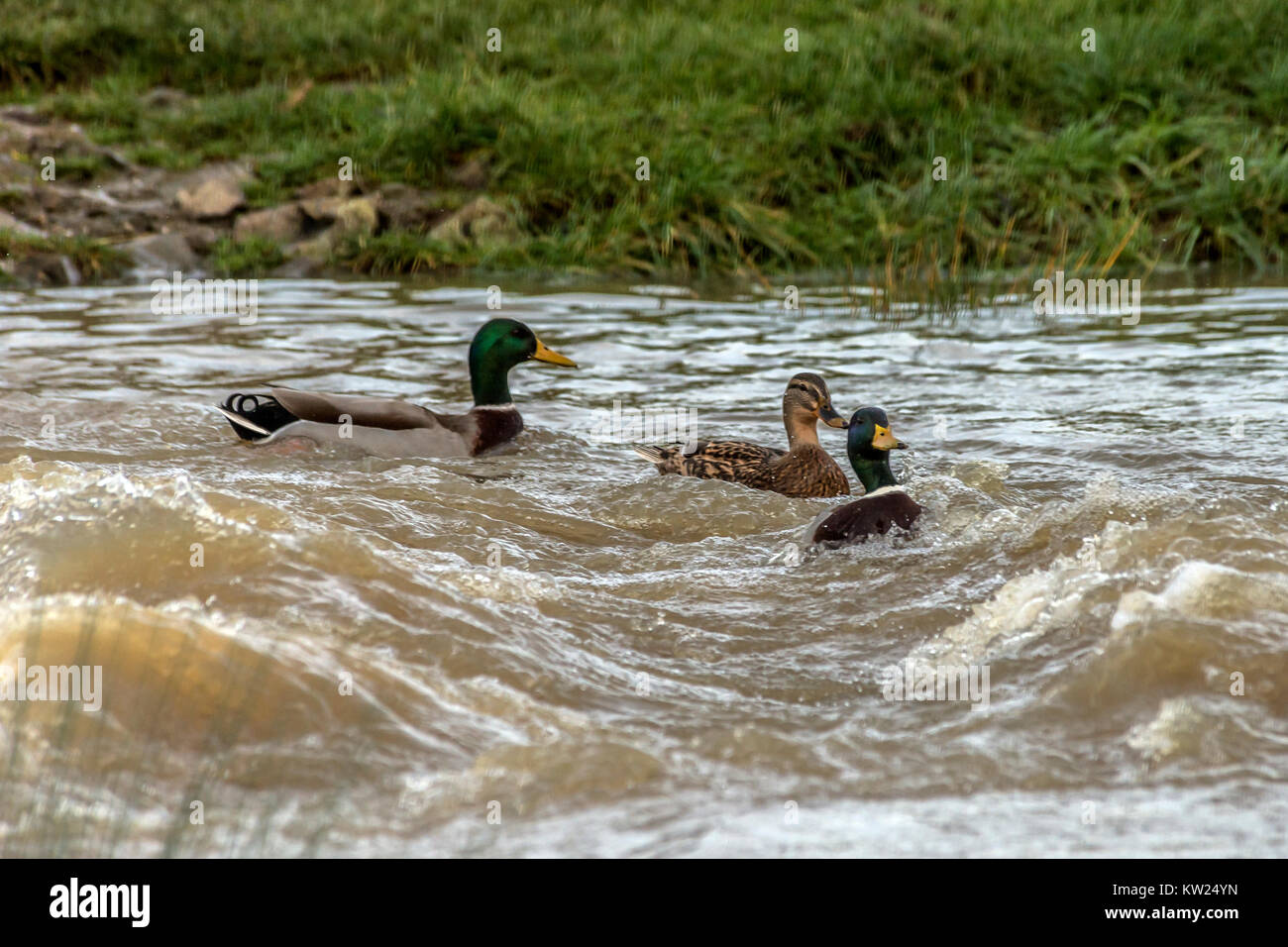 Melton Mowbray, UK. 30th December, 2017. High rain fall and melting snow, created flooded areas, river Wreake flows southwest, passing through the town center and the country park. The town has developed around the confluence of the River Eye, long history of flooding. ©Clifford Norton/Alamy Live News Stock Photo