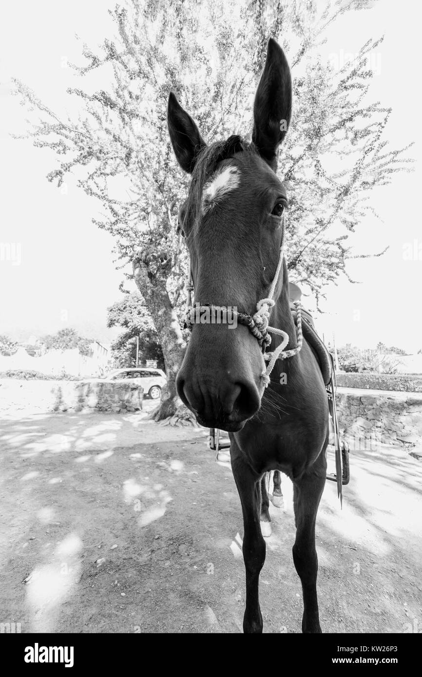 Black horse with white blaze hi-res stock photography and images - Alamy