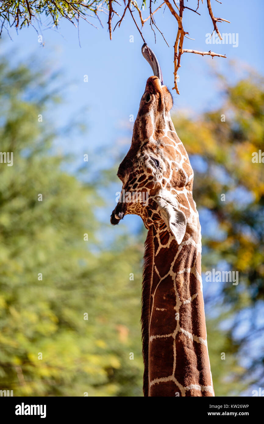 A giraffe reaches with his tongue for the leaf just out of reach. Reid Park Zoo in Tucson, Arizona. Stock Photo