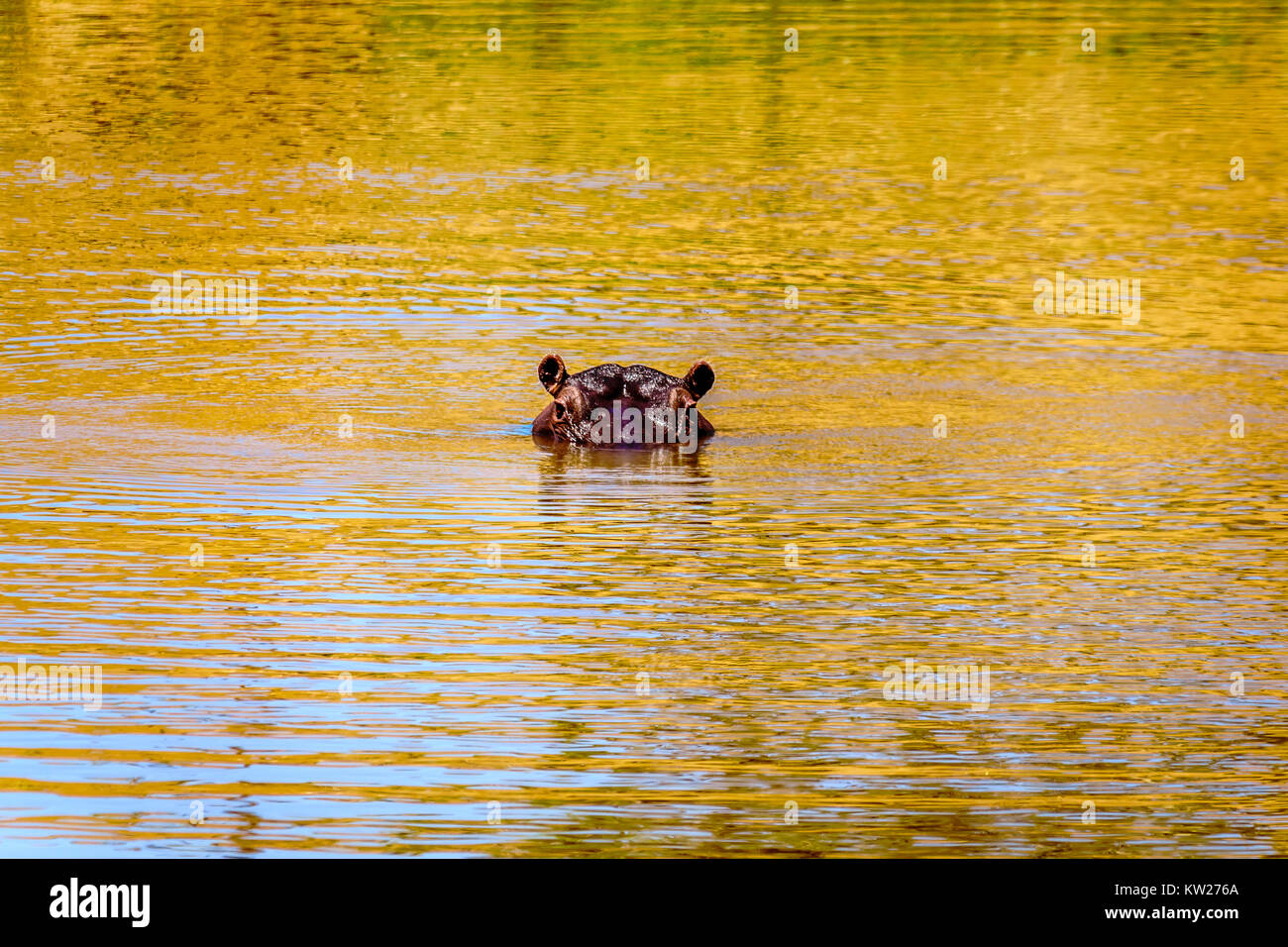 Hippopotamus floating in the Olifants River, near the town of Phalaborwa in Kruger National Park in South Africa Stock Photo