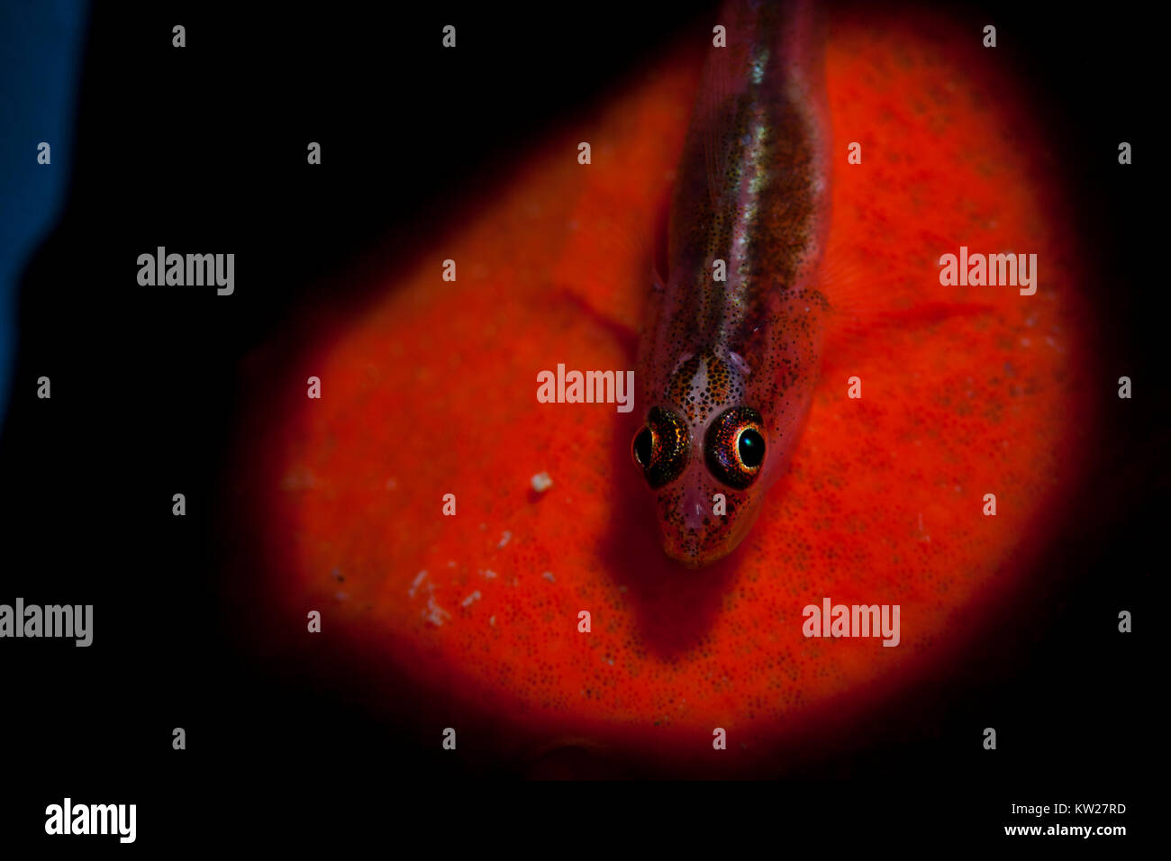 Michael's Host Goby on a Red sponge Stock Photo Alamy