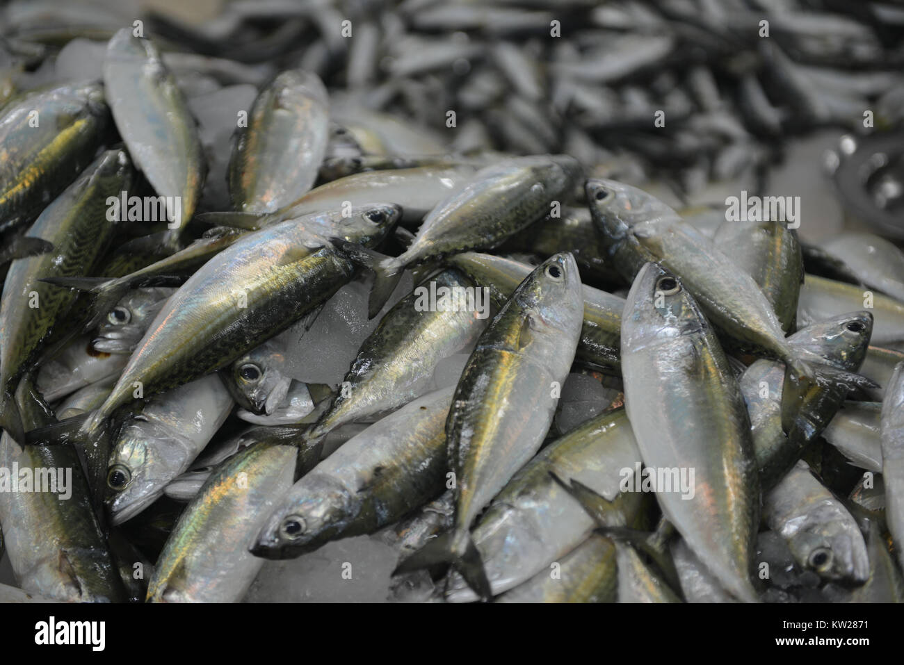Fresh fish for sale at the Deira Fish Market in Dubai Stock Photo