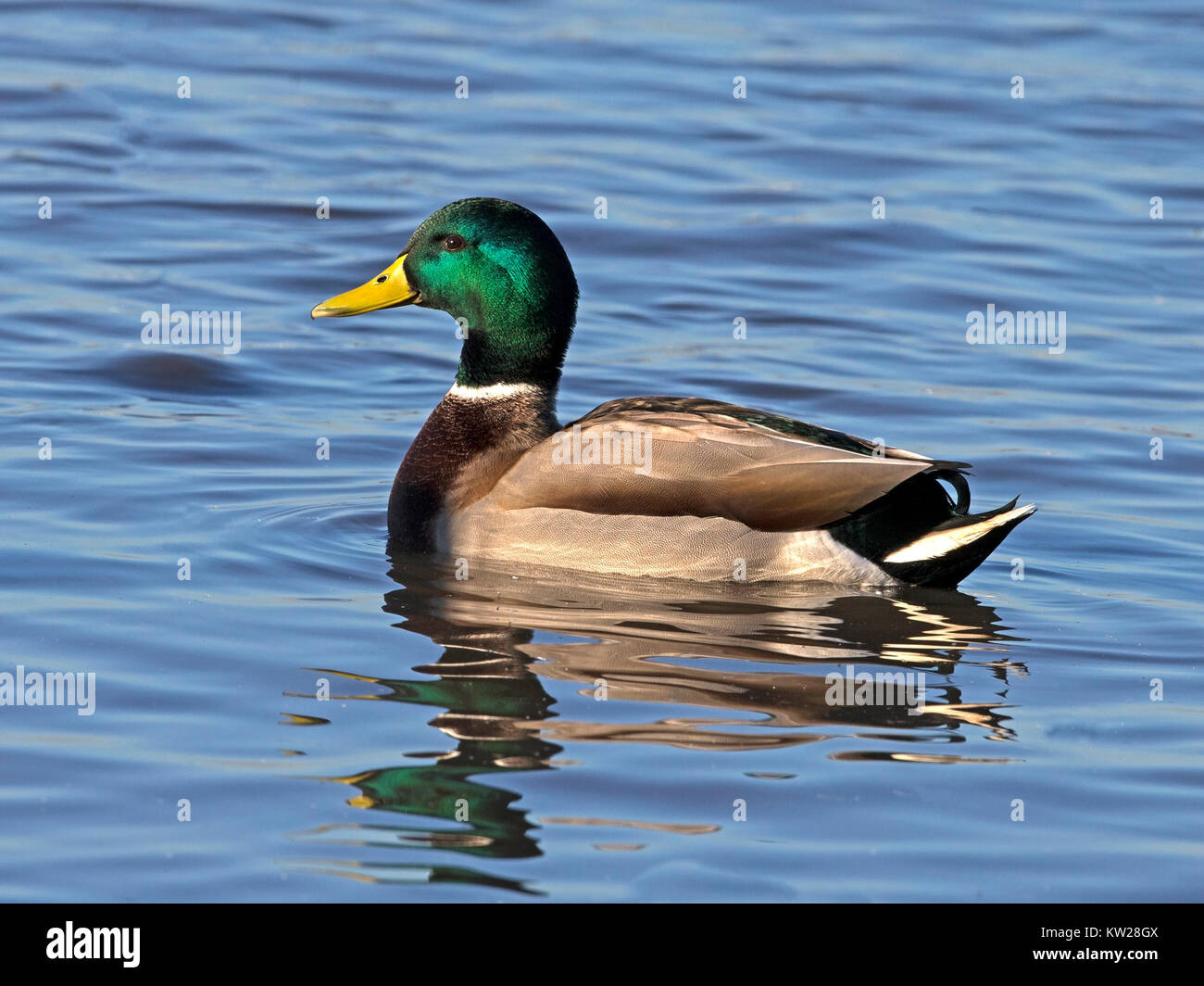 Mallard swimming hi-res stock photography and images - Alamy