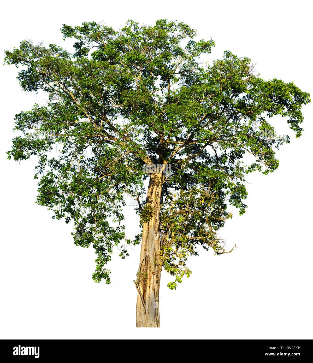 Tall olive tree Cut Out Stock Images & Pictures - Alamy