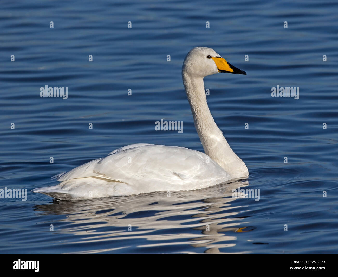 Whooer swan swimming Stock Photo