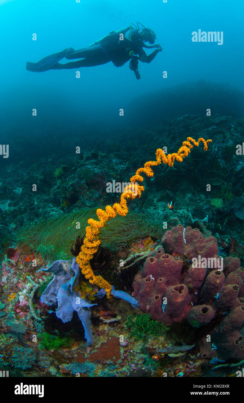 Yellow Whip Coral, Sponge and a diver Stock Photo