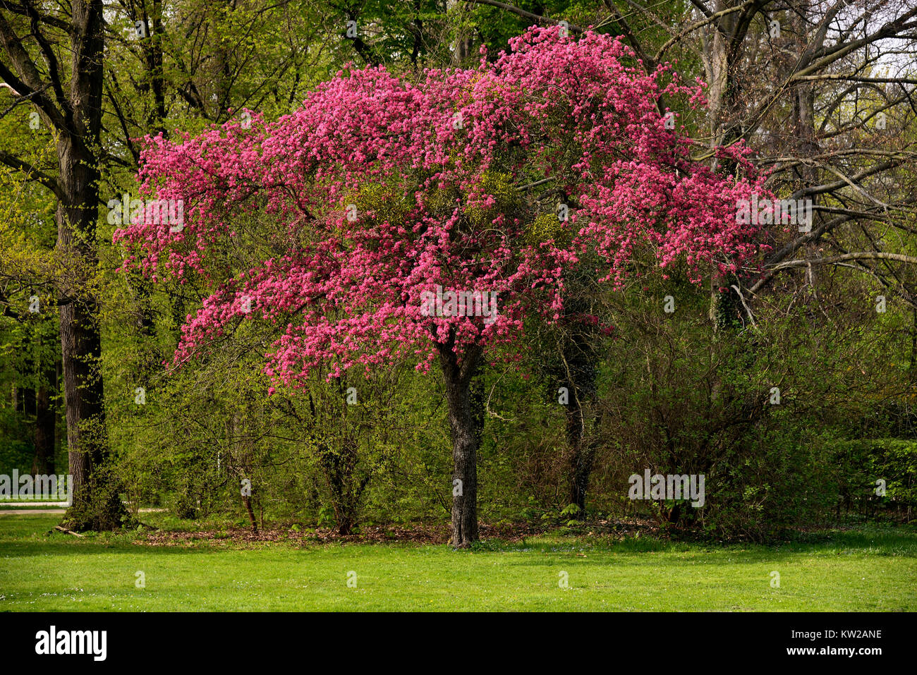 Pink hawthorn, blossoming pink hawthorn, Rotdorn, Blühender Rotdorn Stock Photo