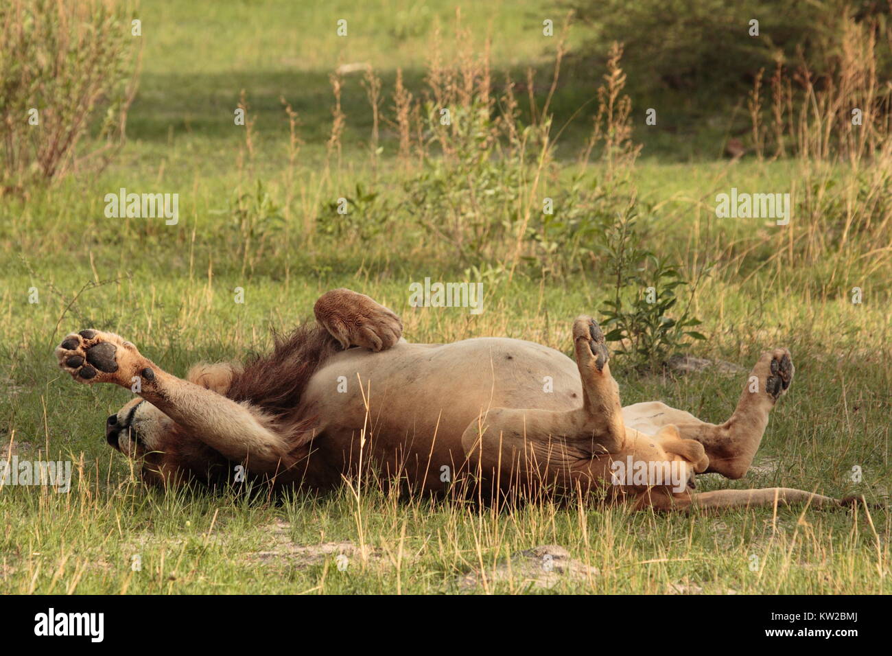 Lazy Lion rolling in the grass Stock Photo