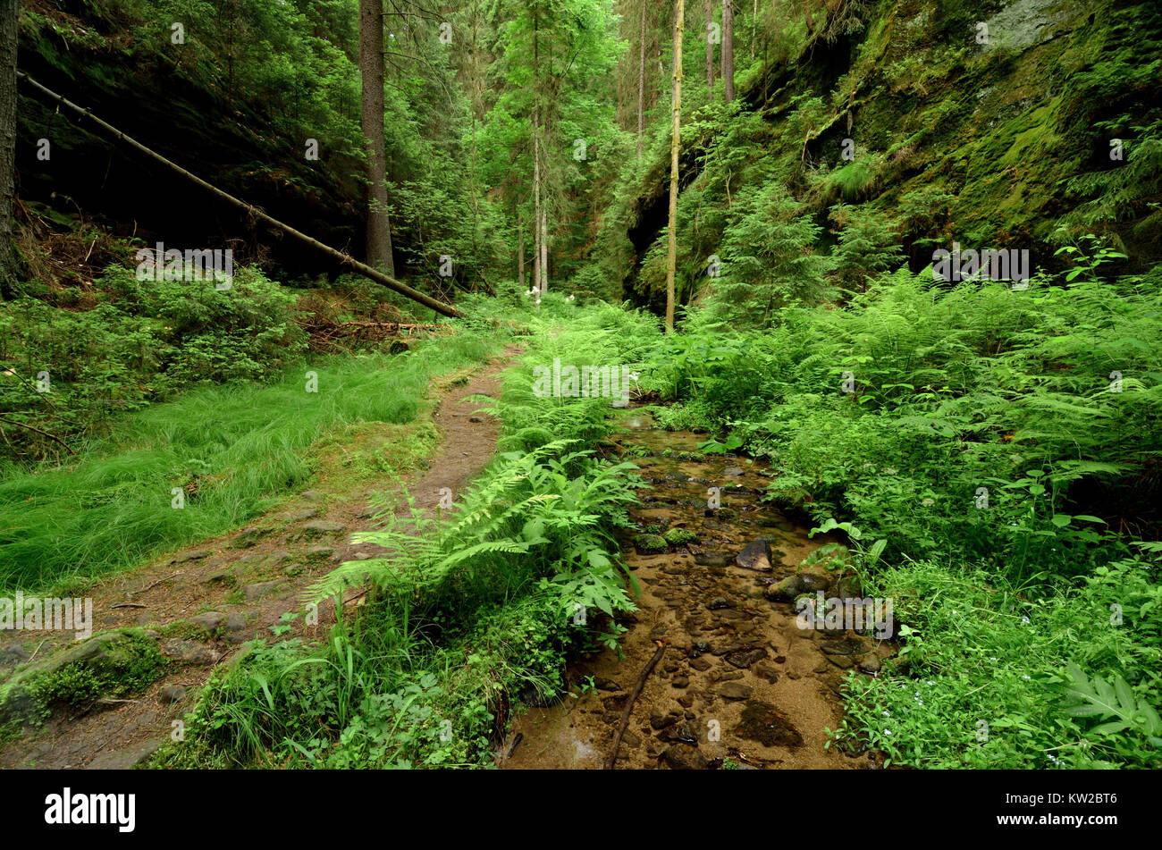 Elbsandsteingebirge, Saxon Switzerland, painter's way in the cabbage light ditch with travesty stone, Sächsische Schweiz, Malerweg im Kohllichtgraben  Stock Photo