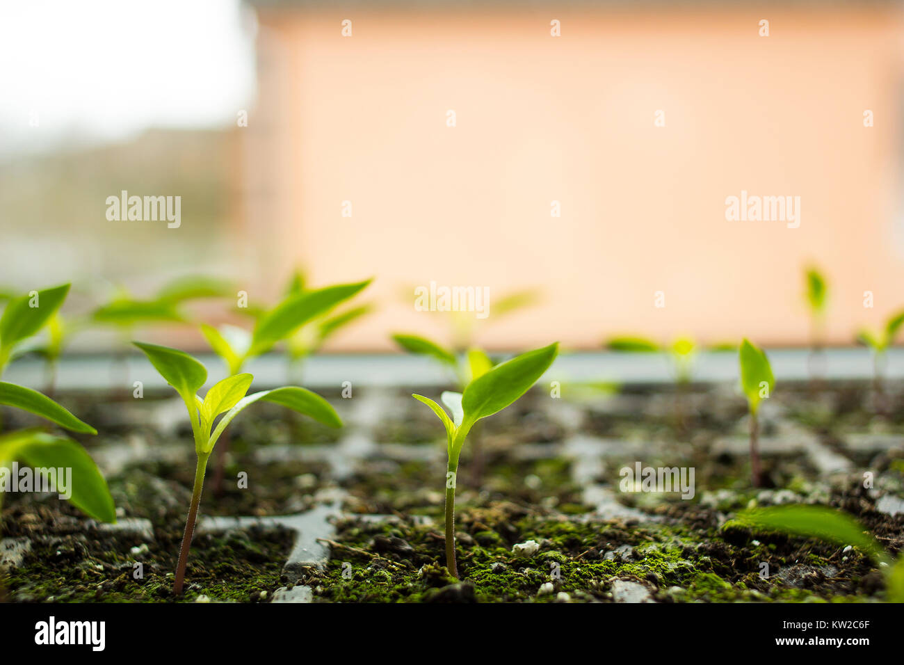 Young small sprouts flowers sprouted in tray for seedlings side view