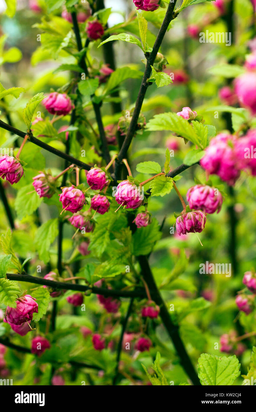 Branches of bush with pink flowers Prunus triloba, Louiseania triloba, flowering plum or flowering almond Stock Photo
