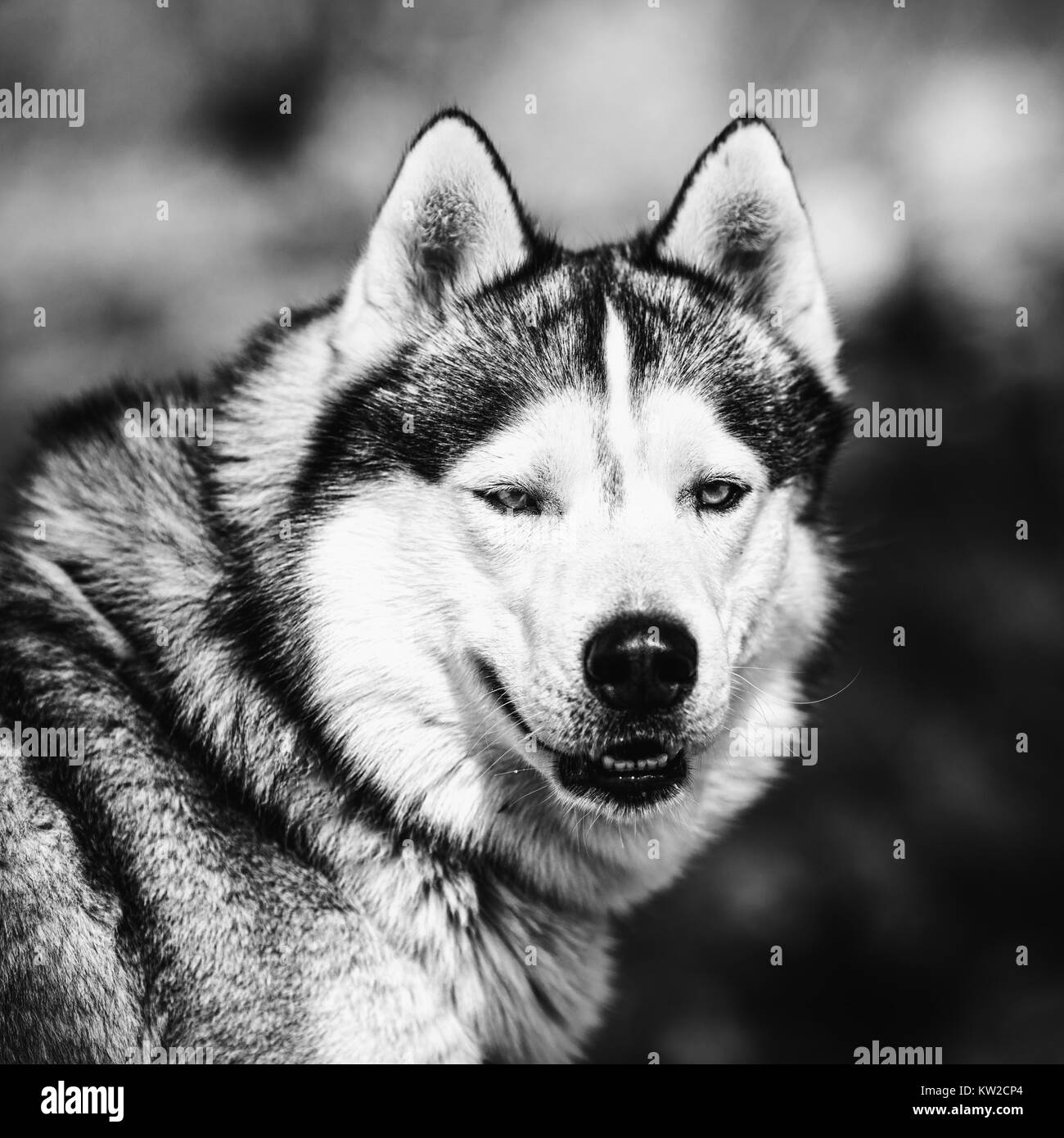 Portrait of a sled dog, Husky dog Stock Photo