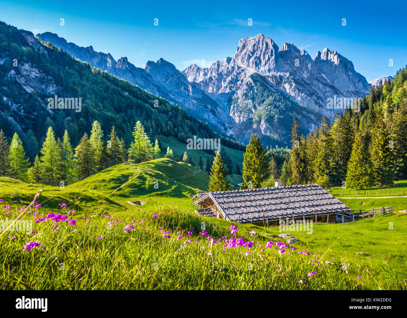Idyllic landscape in the Alps with traditional mountain chalet and fresh green mountain pastures with blooming flowers at sunset Stock Photo