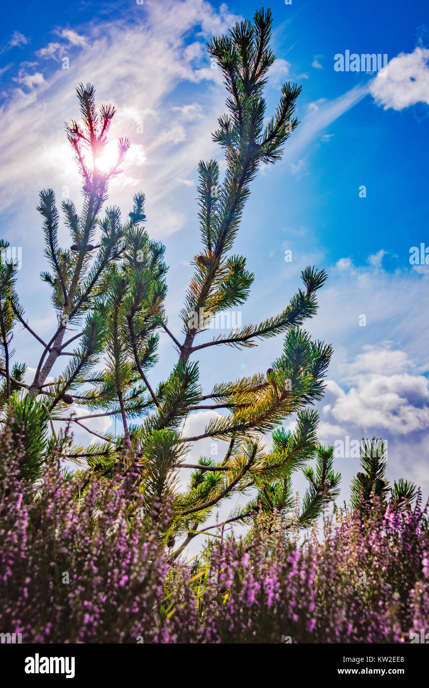 Scots Pine backlit by the sun against a blue sky with clouds and a spray of lavender Stock Photo