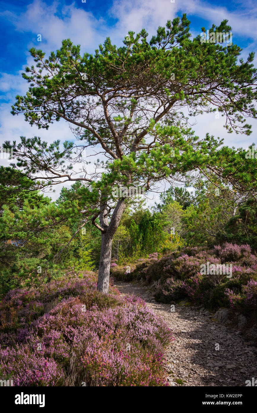Path lined with purple blooming heather and Scots Pine Stock Photo