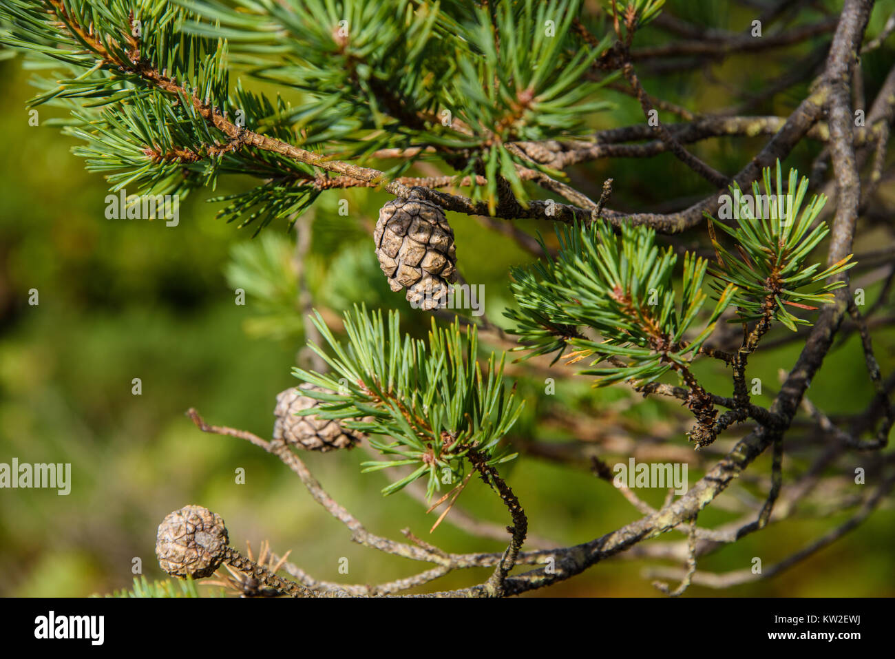 Close up of a pine tree with a unopened pine cone Stock Photo