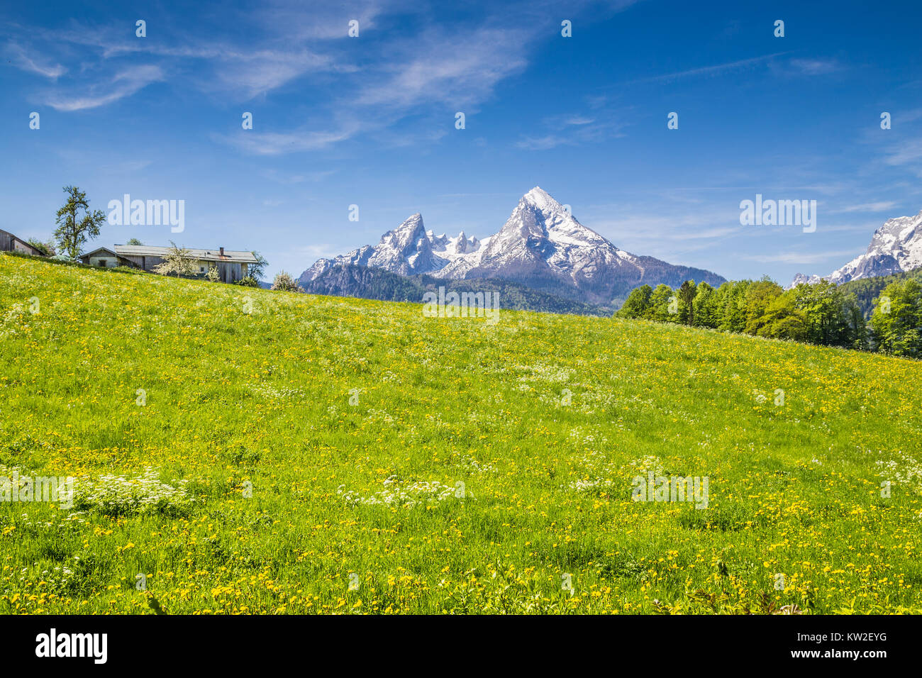 Idyllic landscape in the Alps with fresh green meadows and blooming ...