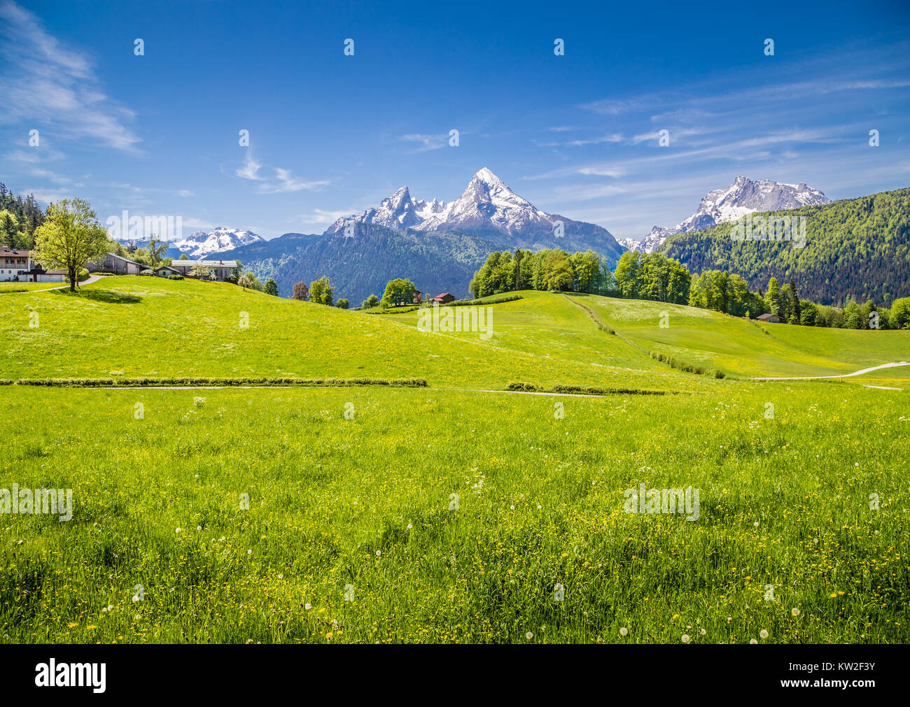 Idyllic landscape in the Alps with fresh green meadows and blooming flowers and snowcapped mountain tops in the background, Nationalpark Berchtesgaden Stock Photo