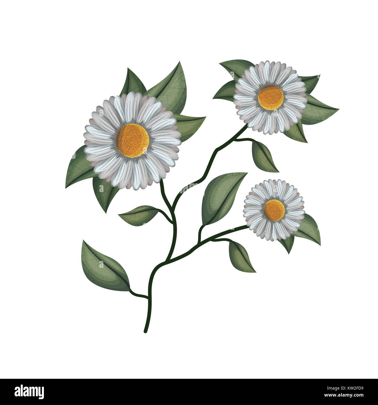 chamomile flower plant in white background Stock Vector Image & Art - Alamy