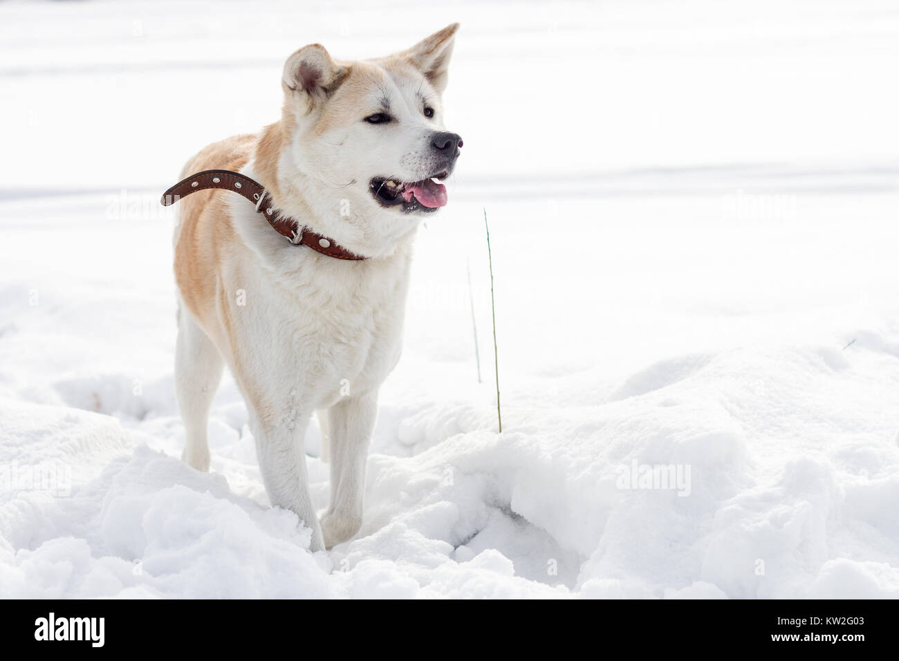 smart japanese dog