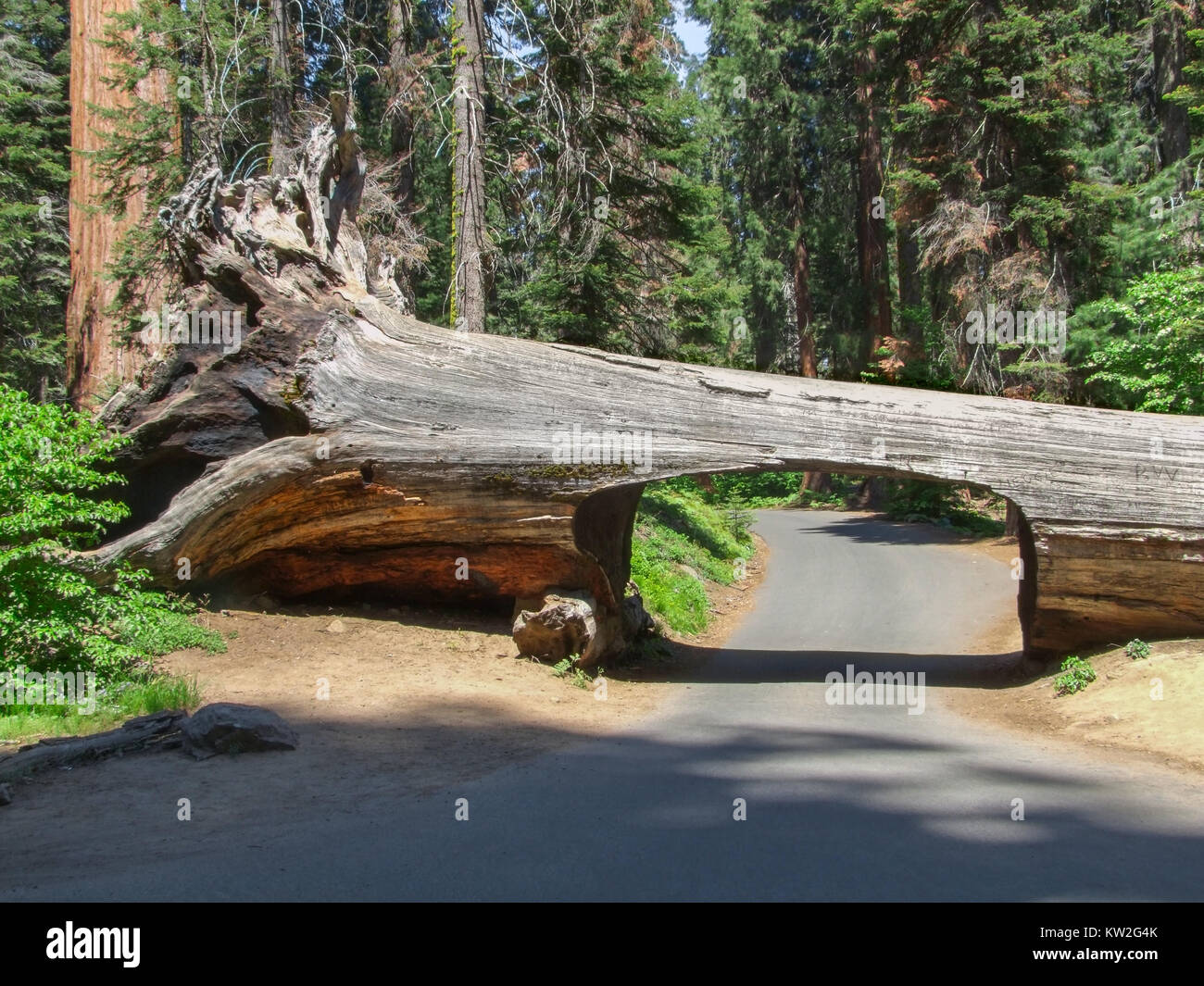 Tunnel tree at the Sequoia and Kings Canyon National Park in California, USA Stock Photo