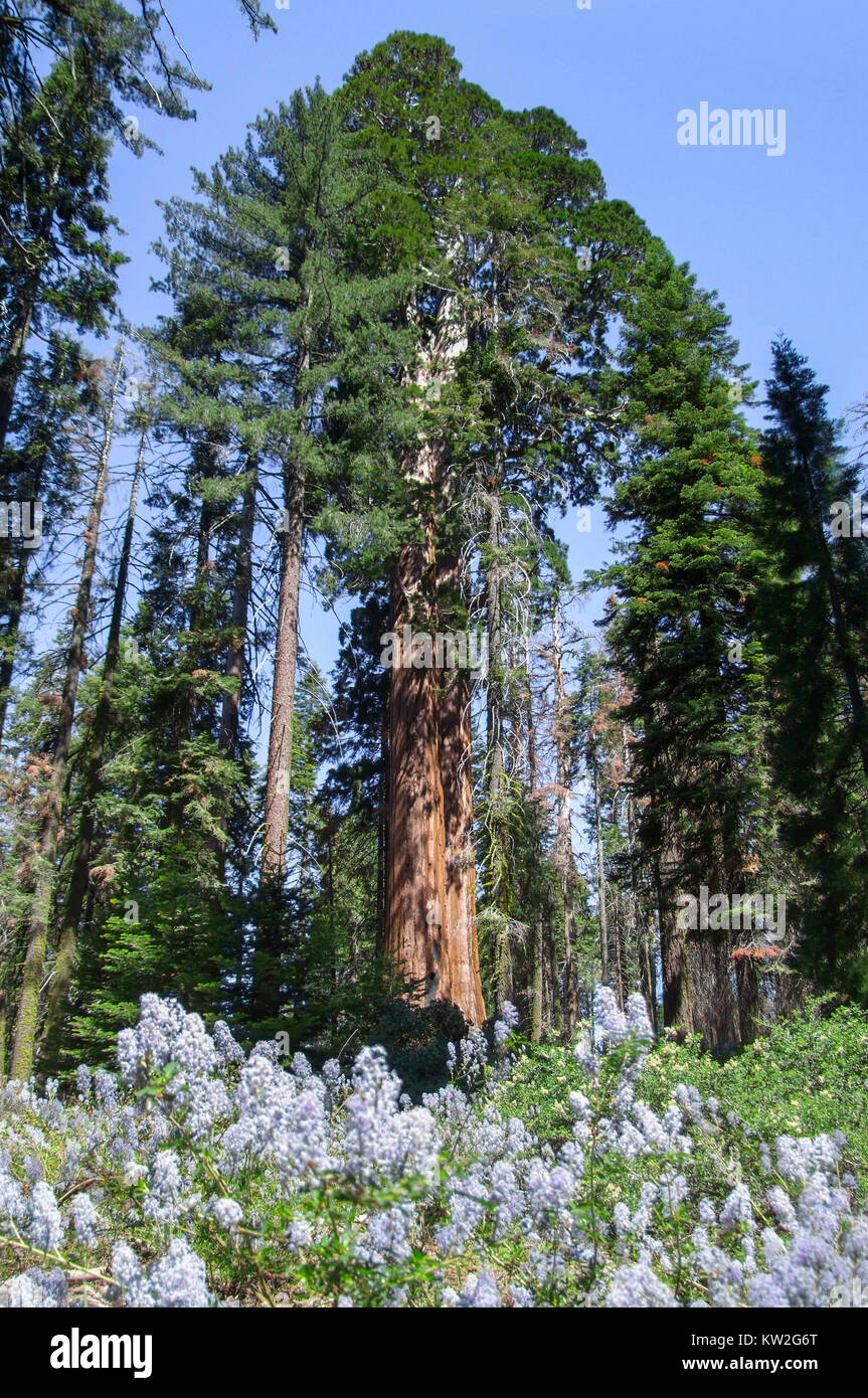 scenery at the Sequoia and Kings Canyon National Park with sequoia trees in California, USA Stock Photo