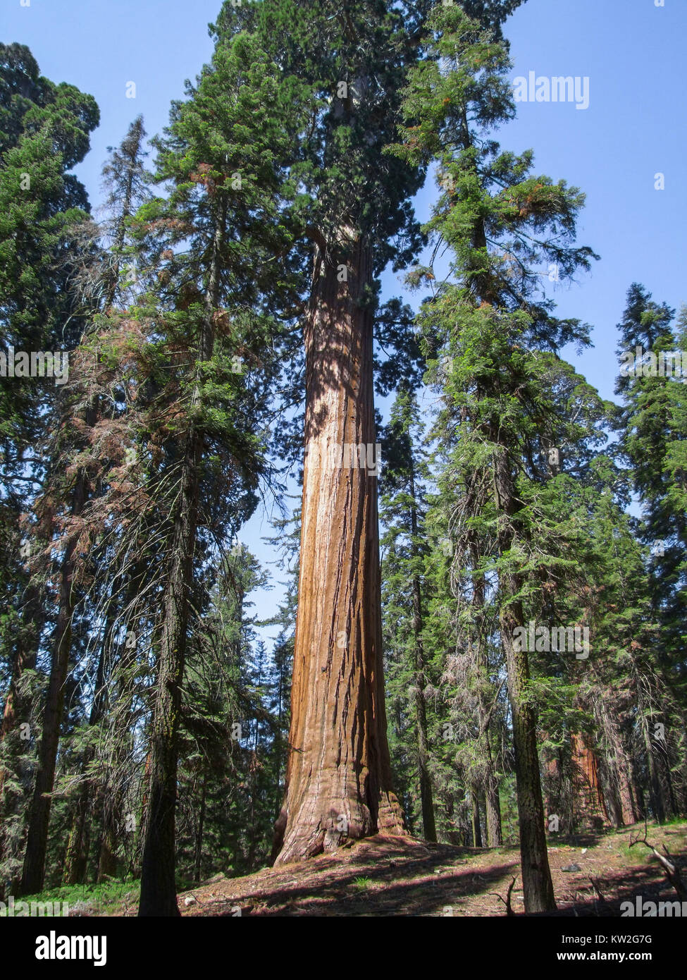 scenery at the Sequoia and Kings Canyon National Park with sequoia trees in California, USA Stock Photo