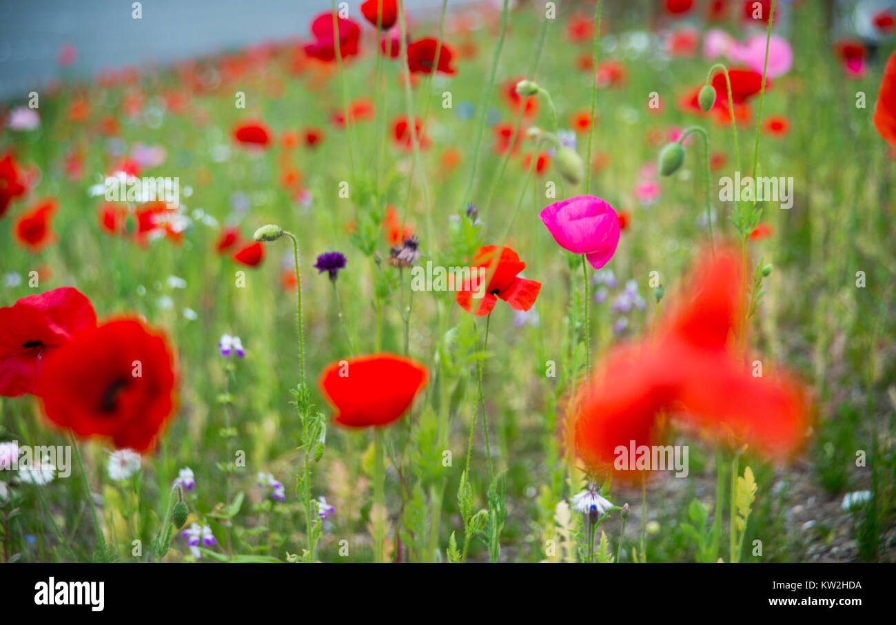 Close up of Iceland Poppies Field Stock Photo Alamy