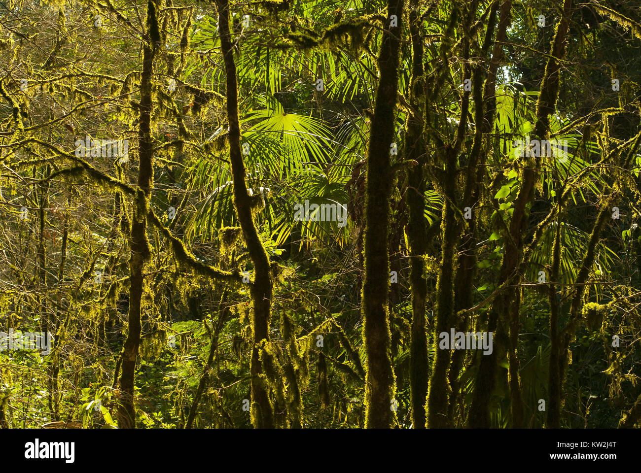background: shady rainforest, lit by the sun, interlacing of branches, foliage and mossy trunks Stock Photo