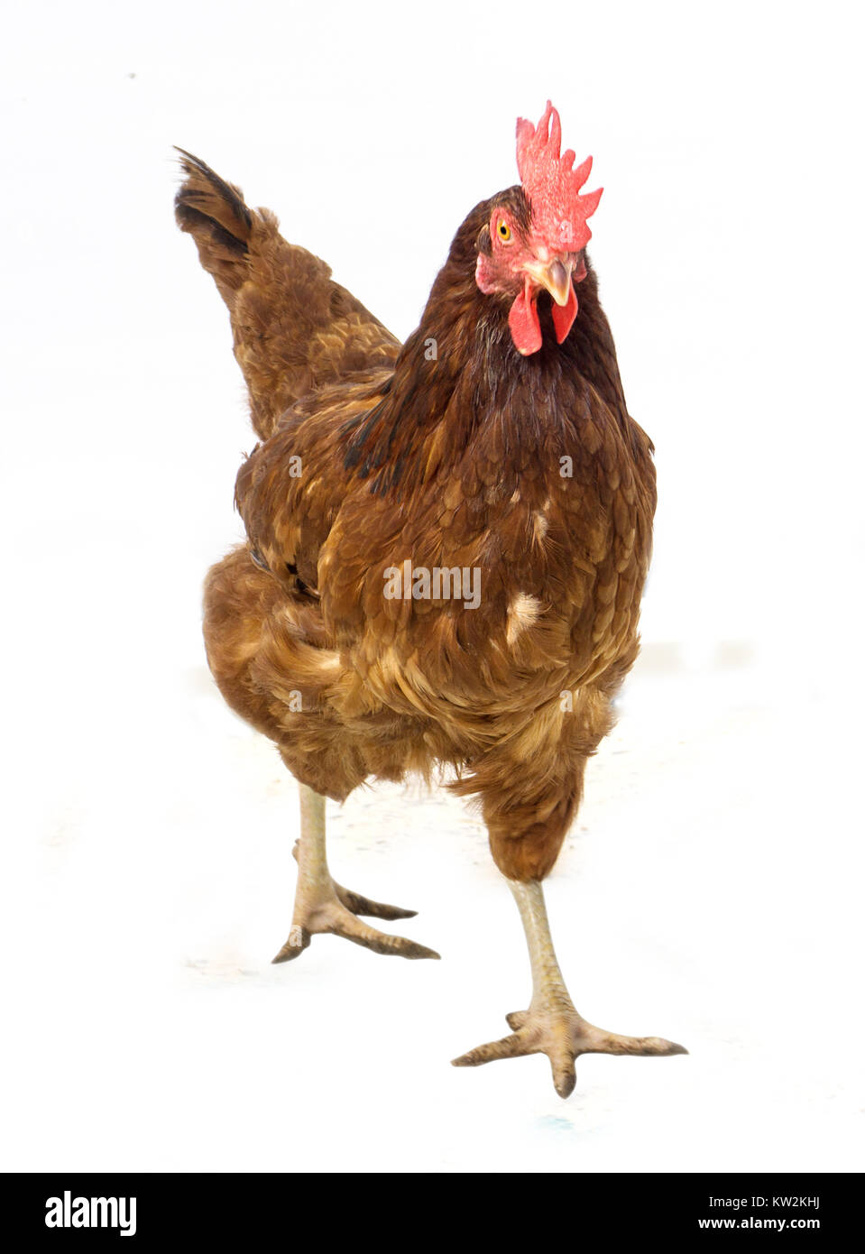 brown hen isolated on white,Chicken walking Stock Photo Alamy