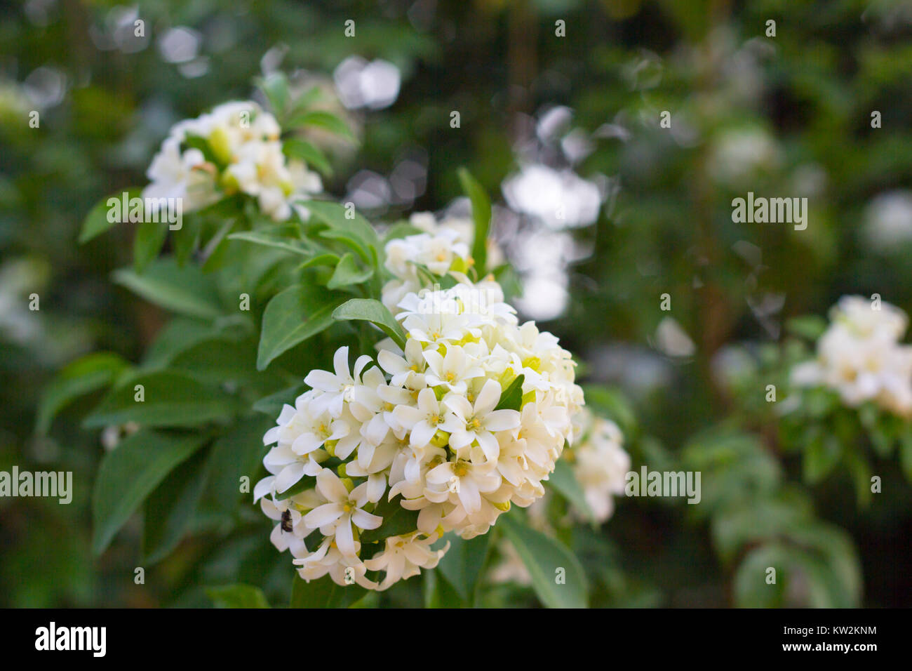 Philippine national flower is the gardenia flower glass or Sampaguita