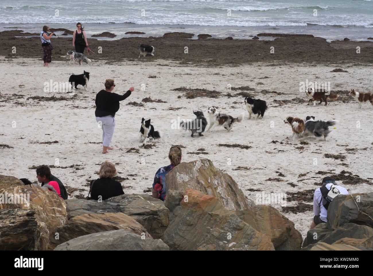 A group of border collies and their owners meet on a windswept beach. Stock Photo