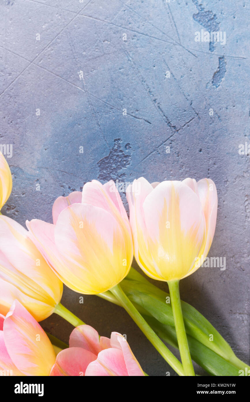 Pink and yellow tulips Stock Photo - Alamy