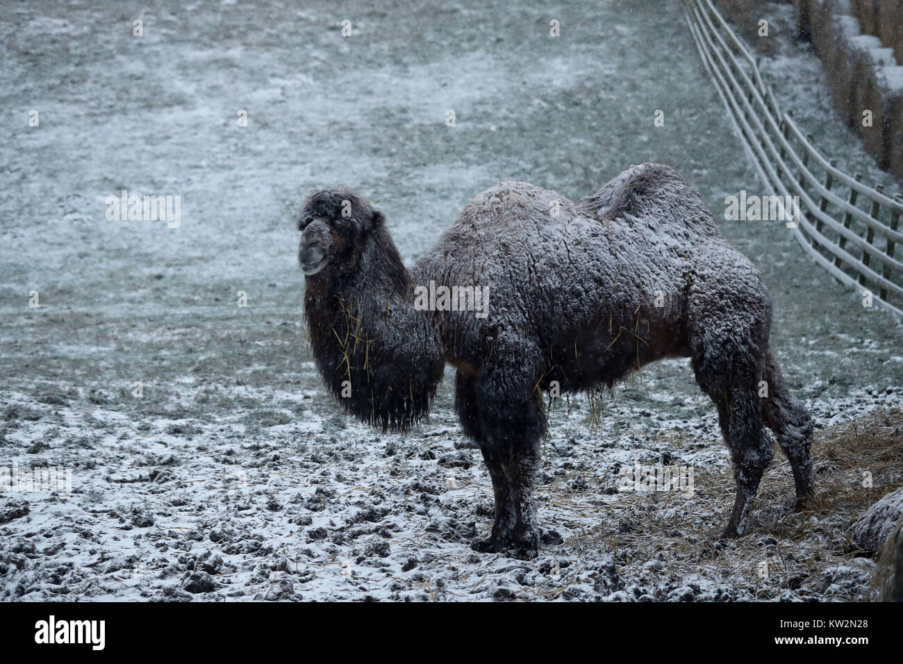 A camel stands in the snow on a farm near Richmond, North Yorkshire, after Britain saw one of the coldest nights of the year with temperatures falling to minus 12.3C at Loch Glascarnoch in the Scottish Highlands overnight and heavy snow expected over parts of the north of England. Stock Photo