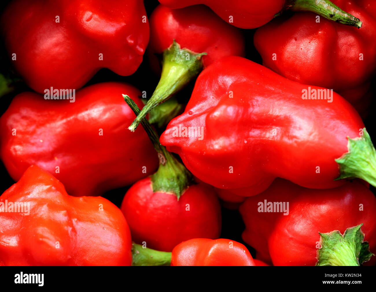 Crown Chilli Peppers, also known as Friars Hat. This is a mild