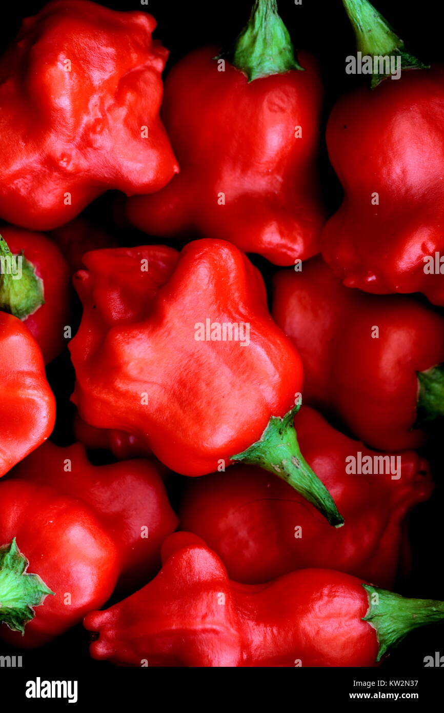 Crown Chilli Peppers, also known as Friars Hat. This is a mild