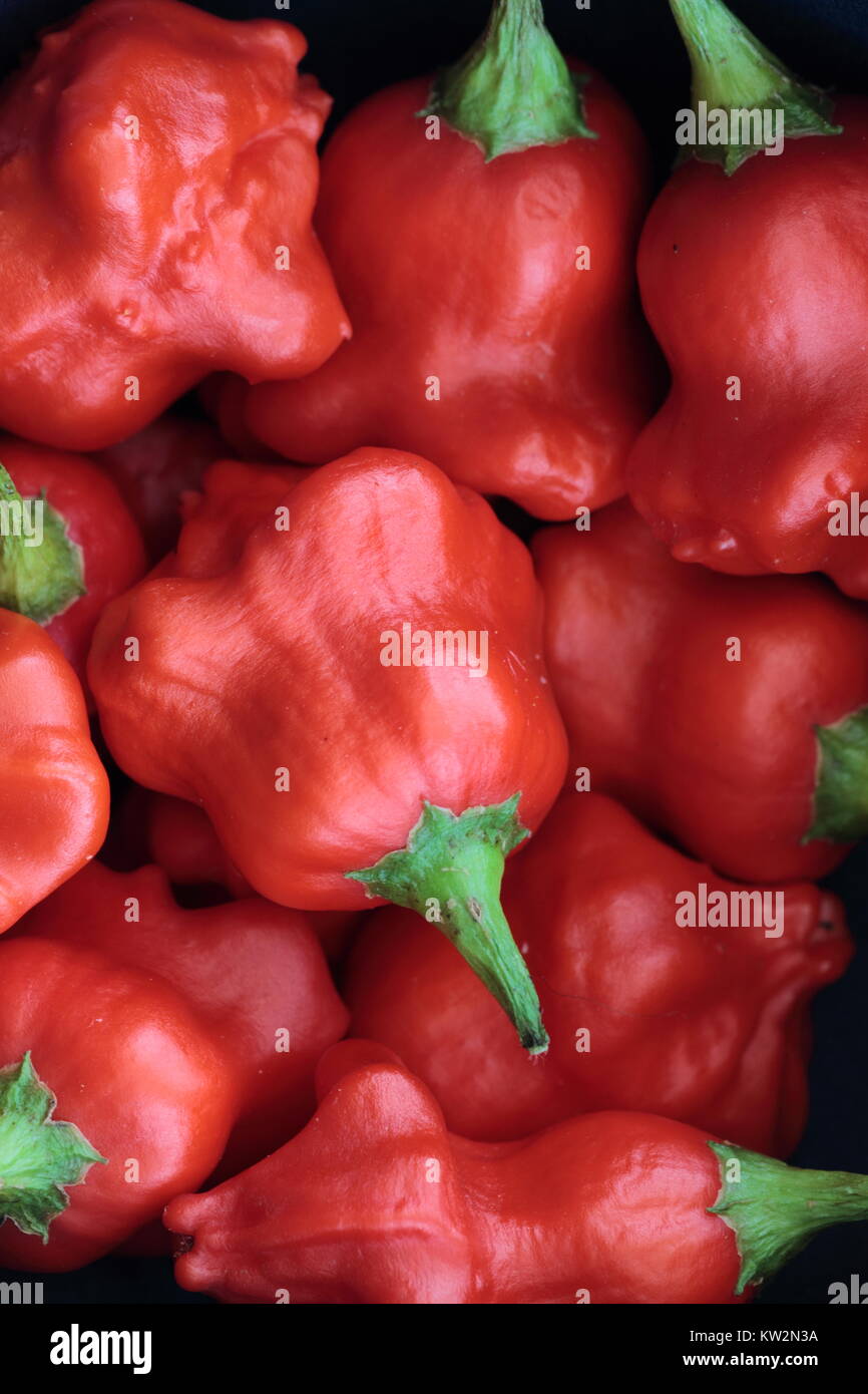Crown Chilli peppers, also known as Friars Hat. A mild chilli