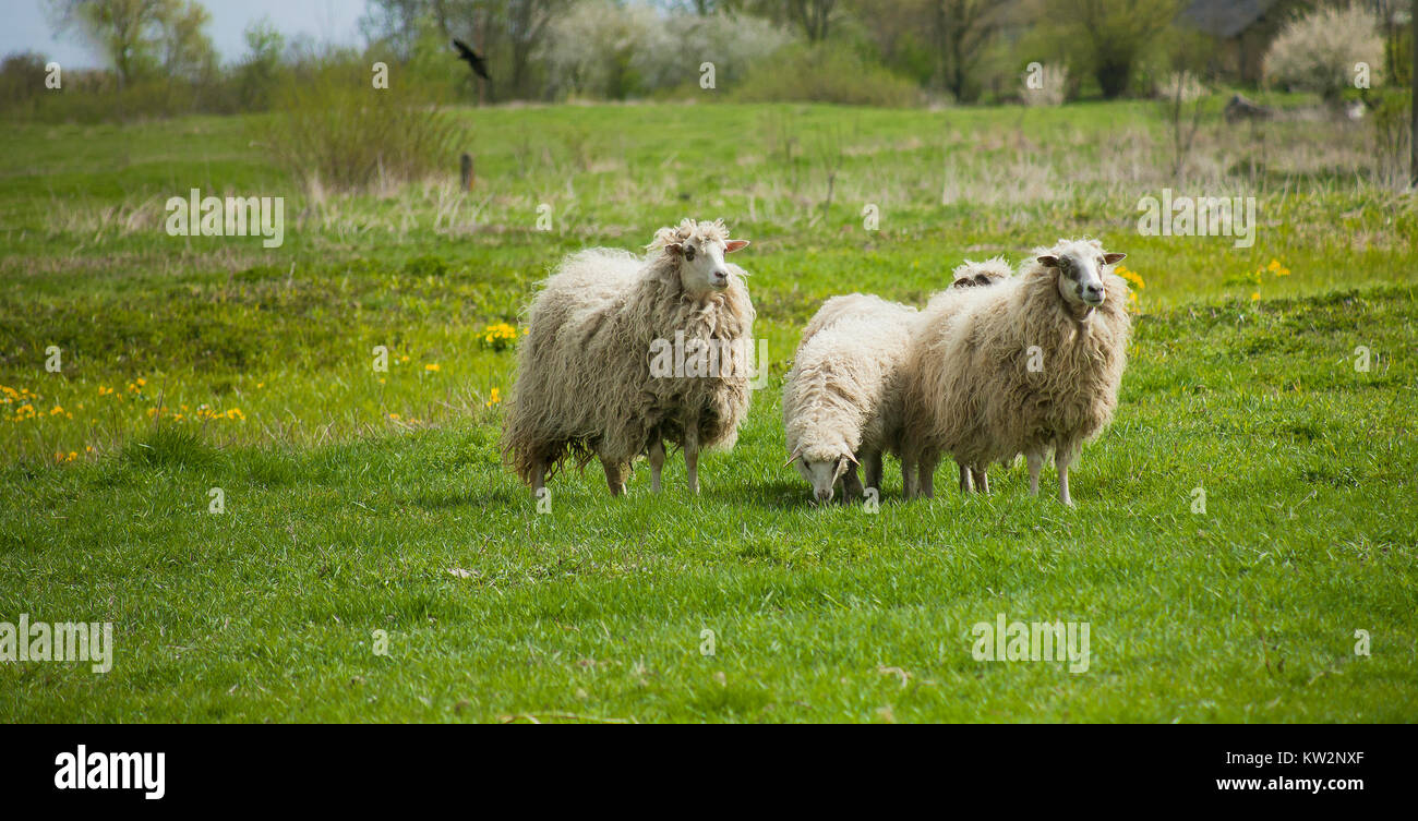 Grazing white sheep with black spots on muzzle. Herd of sheep on green ...