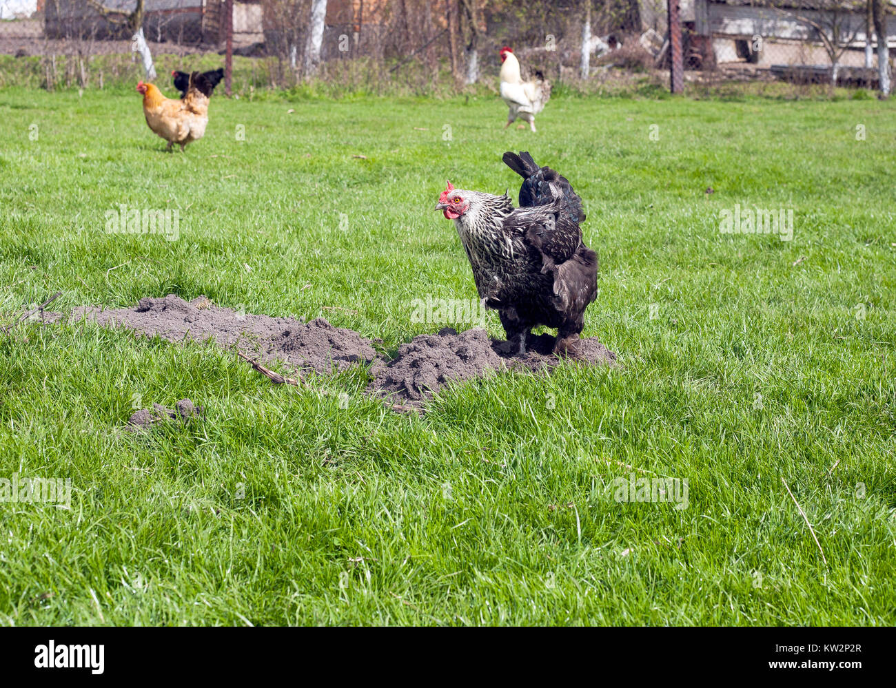 Black and white hen digging in ground on green lawn Stock Photo - Alamy