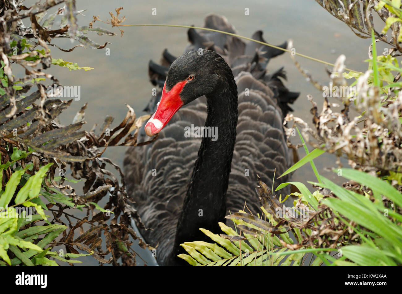 The film *Black Swan*, released in 2010, is a psychological thriller ...