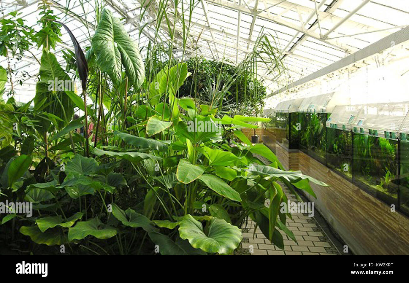 This image depicts aquatic plants and fish, a typical feature in German ...