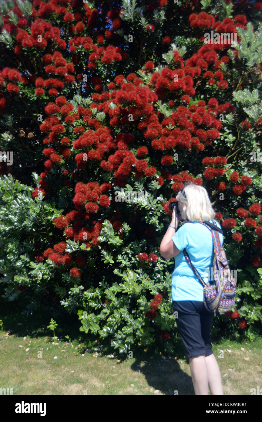 A Woman Photographer Taking Photos of a Colourful Metrosideros Robusta Tree in the Abbey Gardens, Tresco Island, Isles of Scilly, Cornwall, UK Stock Photo