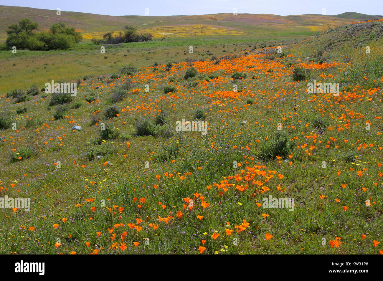 Wildflowers growing on roadside hi-res stock photography and images - Alamy