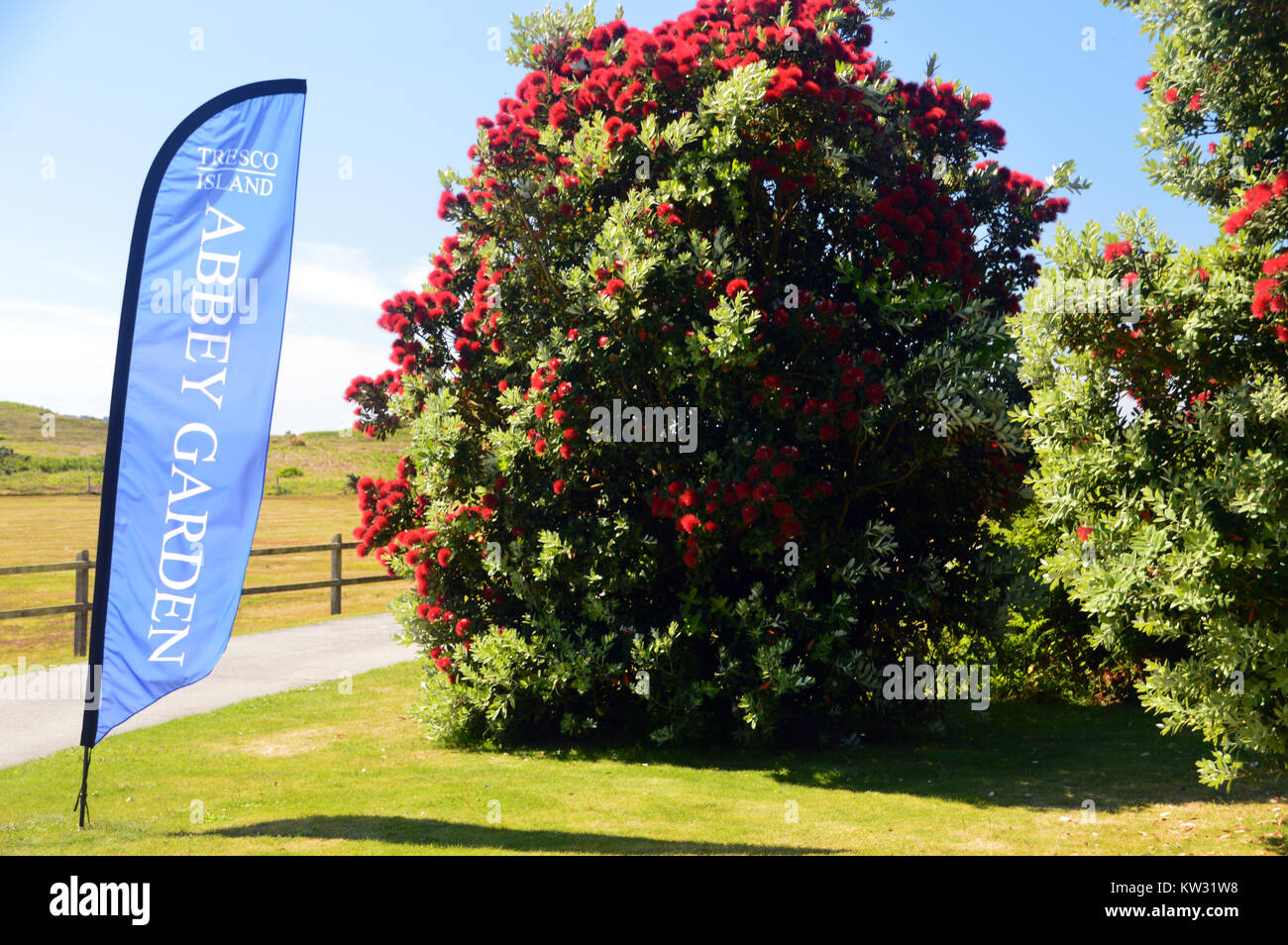 Blue Flag and the Red Flowers of the Metrosideros Robusta Tree at the Entrance to the Abbey Gardens, Tresco Island, Isles of Scilly, Cornwall, UK Stock Photo