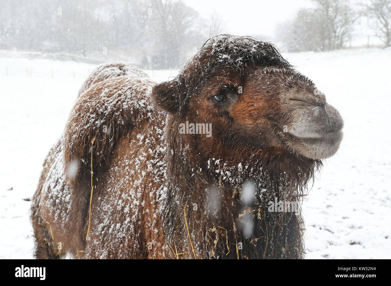 A camel stands in the snow at Mainsgill Farm near Richmond, North Yorkshire, after Britain saw one of the coldest nights of the year with temperatures falling to minus 12.3C at Loch Glascarnoch in the Scottish Highlands overnight and heavy snow expected over parts of the north of England. Stock Photo